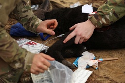 Fort Bragg teams take home the win at first Military Working Dog Team of the Year Competition