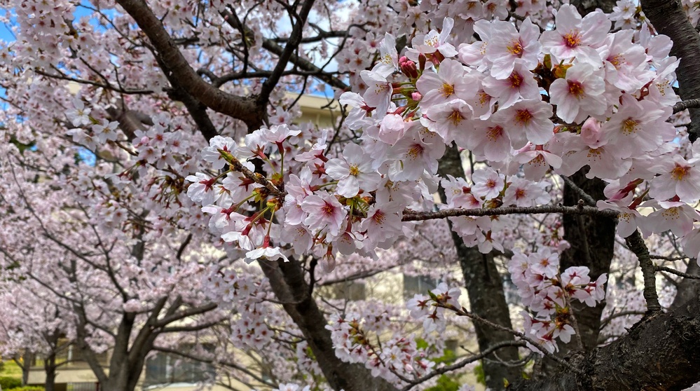 Commander Fleet Activities Yokosuka Cherry Blossoms