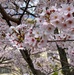 Commander Fleet Activities Yokosuka Cherry Blossoms