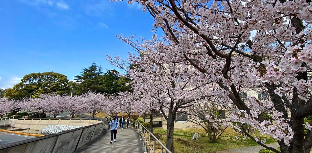 Commander Fleet Activities Yokosuka Cherry Blossoms