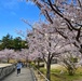 Commander Fleet Activities Yokosuka Cherry Blossoms