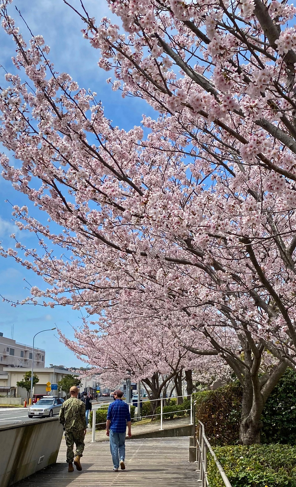 Commander Fleet Activities Yokosuka Cherry Blossoms