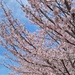 Commander Fleet Activities Yokosuka Cherry Blossoms