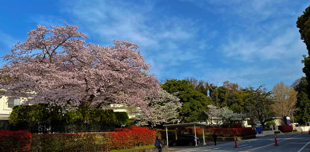 Commander Fleet Activities Yokosuka Cherry Blossoms