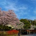 Commander Fleet Activities Yokosuka Cherry Blossoms