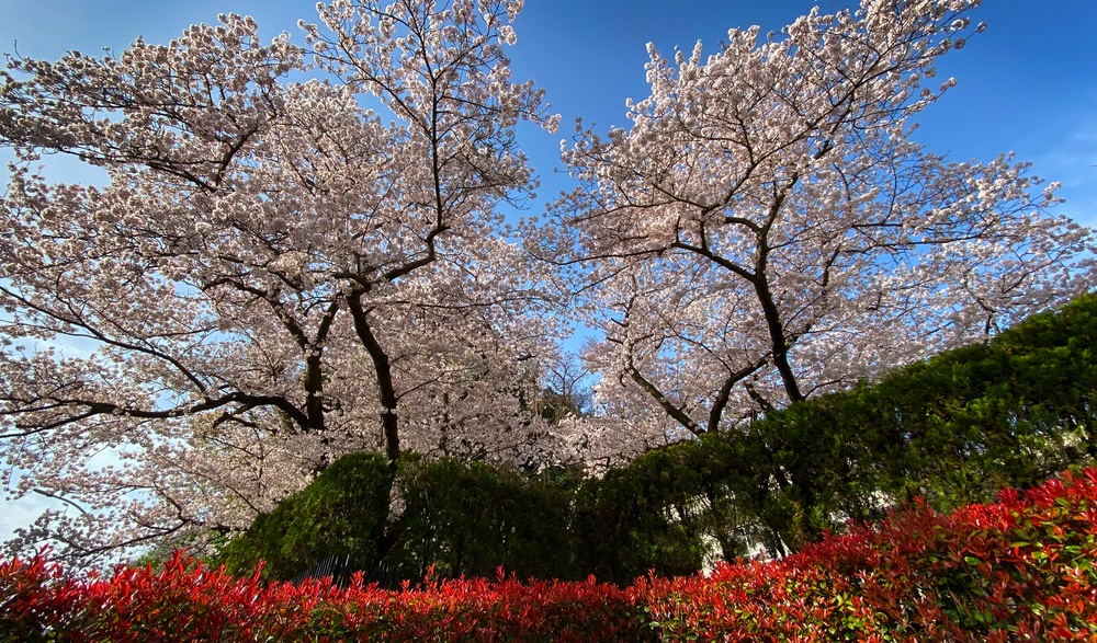 Commander Fleet Activities Yokosuka Cherry Blossoms