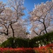 Commander Fleet Activities Yokosuka Cherry Blossoms