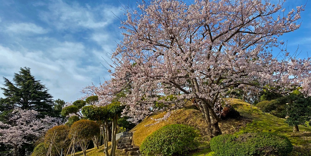 Commander Fleet Activities Yokosuka Cherry Blossoms