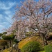 Commander Fleet Activities Yokosuka Cherry Blossoms