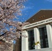 Commander Fleet Activities Yokosuka Cherry Blossoms