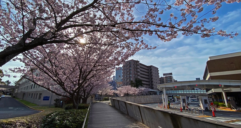 Commander Fleet Activities Yokosuka Cherry Blossoms