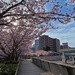 Commander Fleet Activities Yokosuka Cherry Blossoms