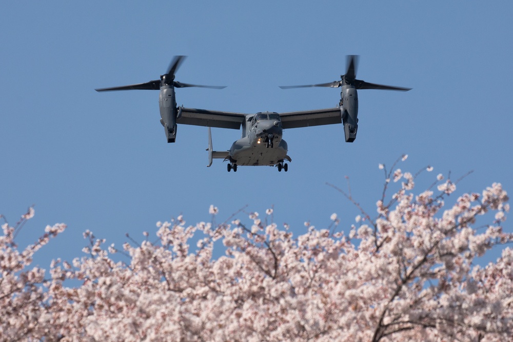 Yokota in full blossom