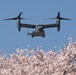Yokota in full blossom