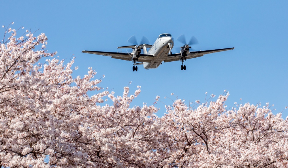 Yokota in full blossom