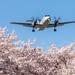 Yokota in full blossom