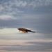 B-2 Spirit Stealth Bombers take off during exercise hosted at Whiteman Air Force Base