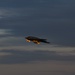 B-2 Spirit Stealth Bombers take off during exercise hosted at Whiteman Air Force Base