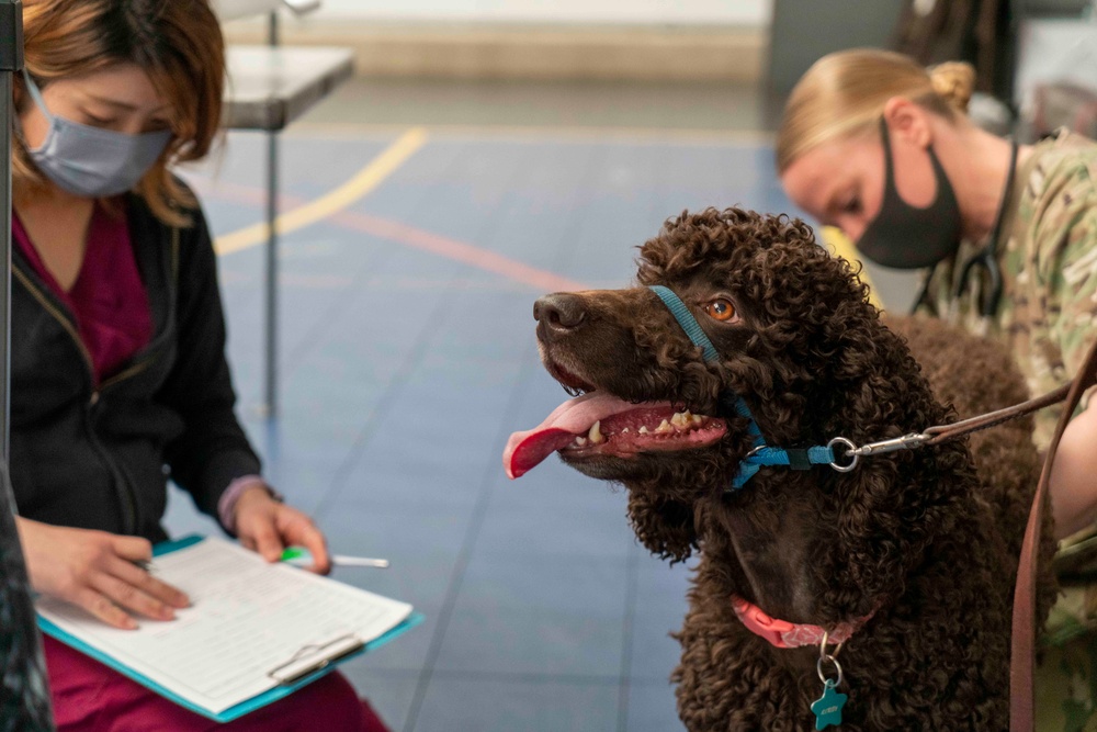 Veterinary Treatment Facility Yokosuka hosts bi-annual vet clinic