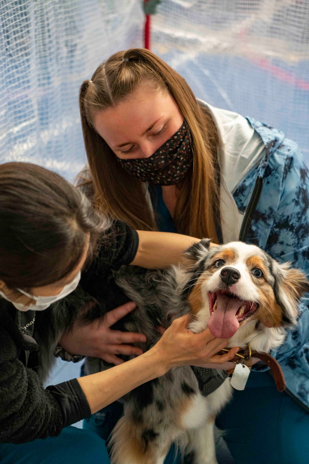 Veterinary Treatment Facility Yokosuka hosts bi-annual vet clinic