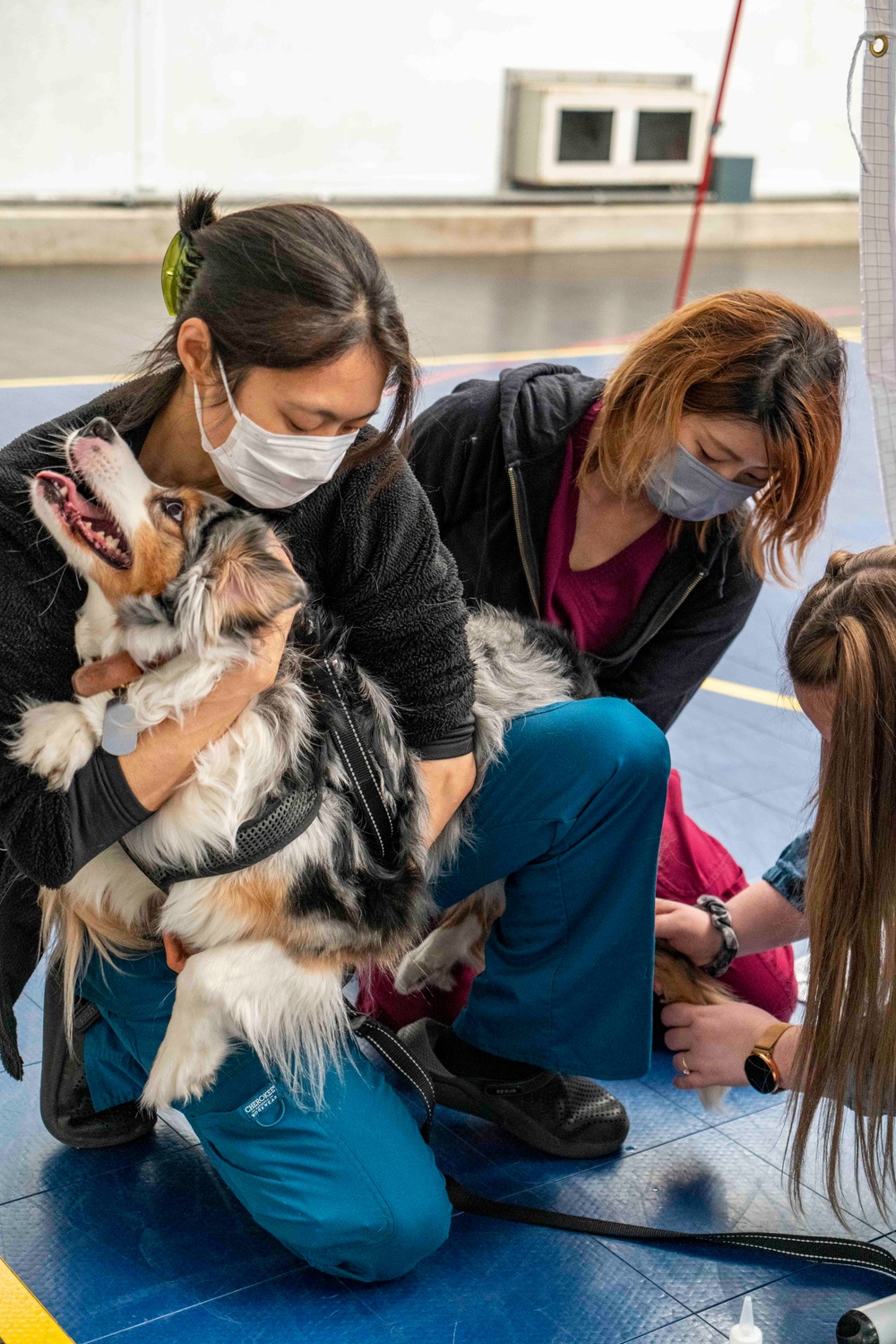 Veterinary Treatment Facility Yokosuka hosts bi-annual vet clinic