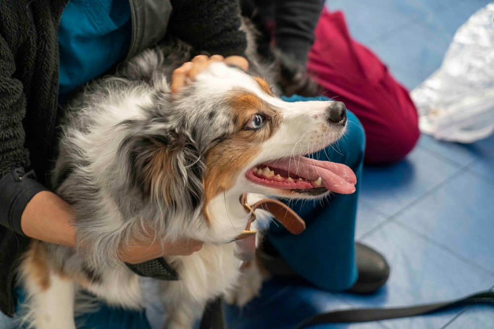 Veterinary Treatment Facility Yokosuka hosts bi-annual vet clinic