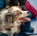 Veterinary Treatment Facility Yokosuka hosts bi-annual vet clinic