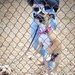 Fetching latest winners of April Foolish Dog Show