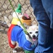 Fetching latest winners of April Foolish Dog Show