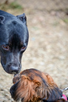 Fetching latest winners of April Foolish Dog Show