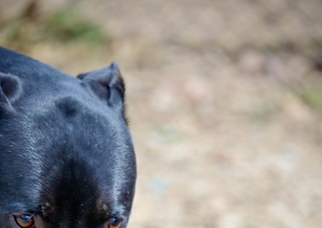 Fetching latest winners of April Foolish Dog Show