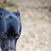 Fetching latest winners of April Foolish Dog Show