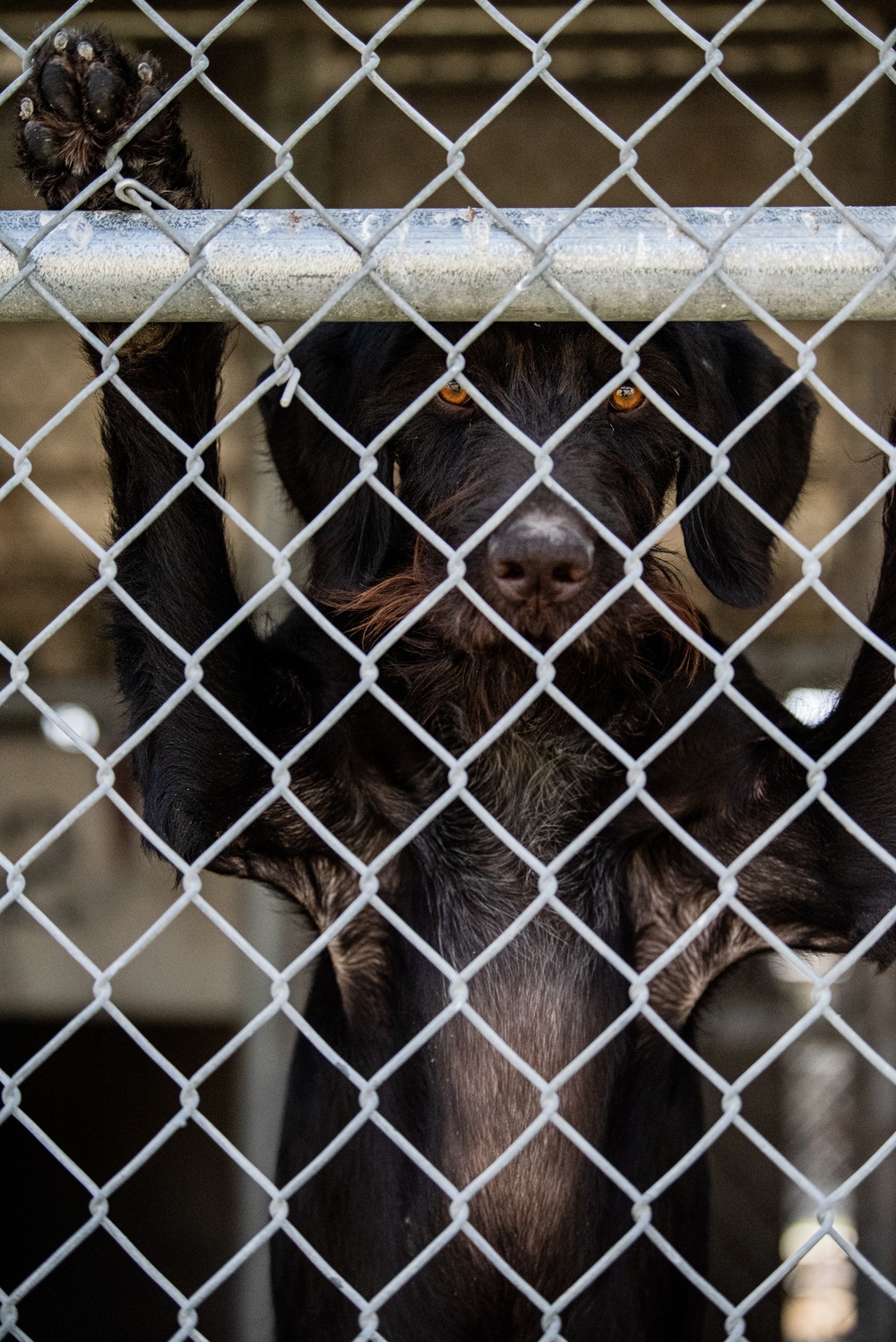 37 TRG Command Team Cleans MWD Kennels