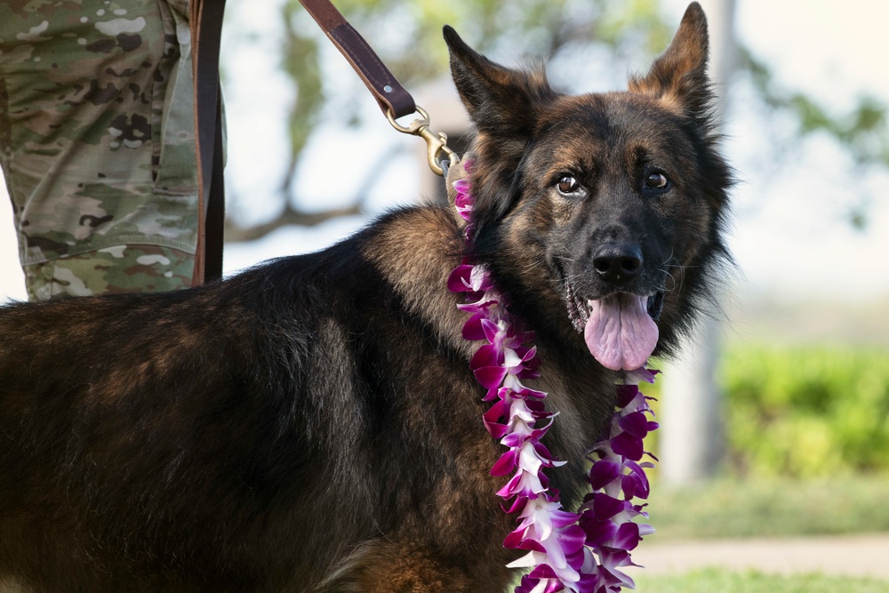 JBPHH MWDs Chewy and Zeus celebrate retirement