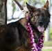 JBPHH MWDs Chewy and Zeus celebrate retirement