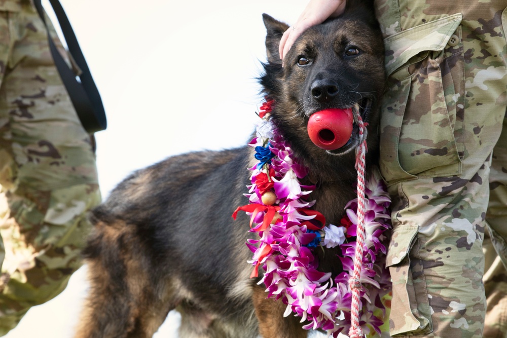 JBPHH MWDs Chewy and Zeus celebrate retirement