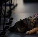 Invictus Games Team U.S. Training Camp