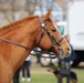 The National Lancers attend the 385th Anniversary of the Salem Muster