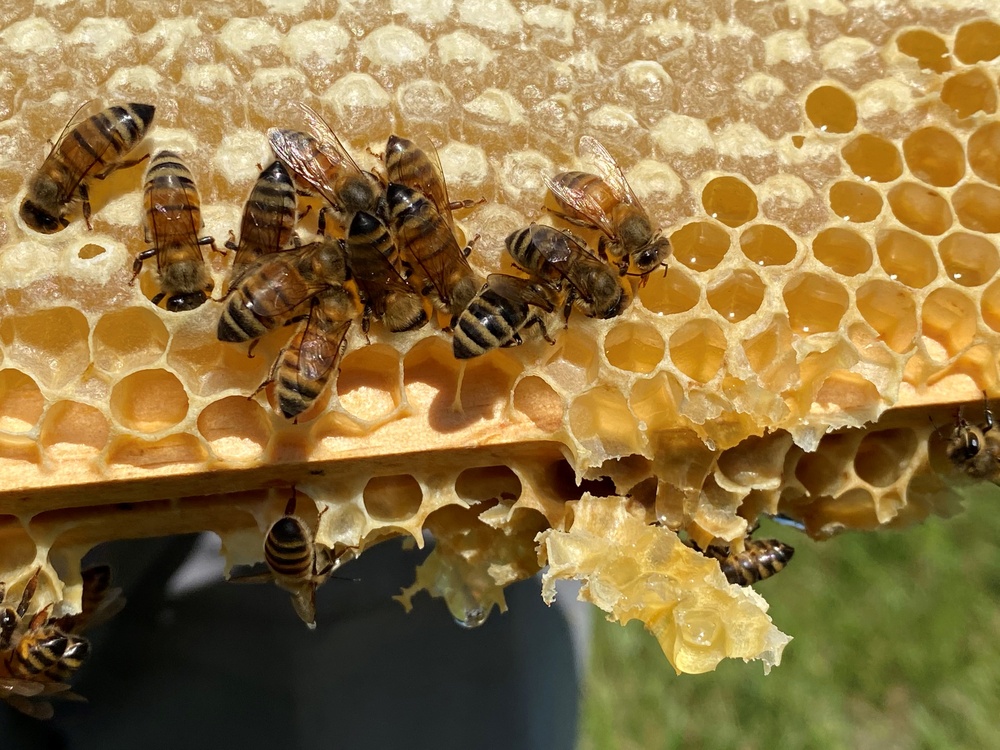 “Bee-ing” a good neighbor at Fort Drum Mountain Community Homes