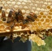 “Bee-ing” a good neighbor at Fort Drum Mountain Community Homes