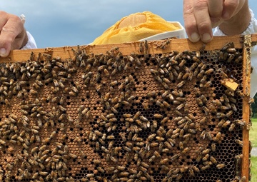“Bee-ing” a good neighbor at Fort Drum Mountain Community Homes