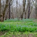 Annual Bluebell Festival