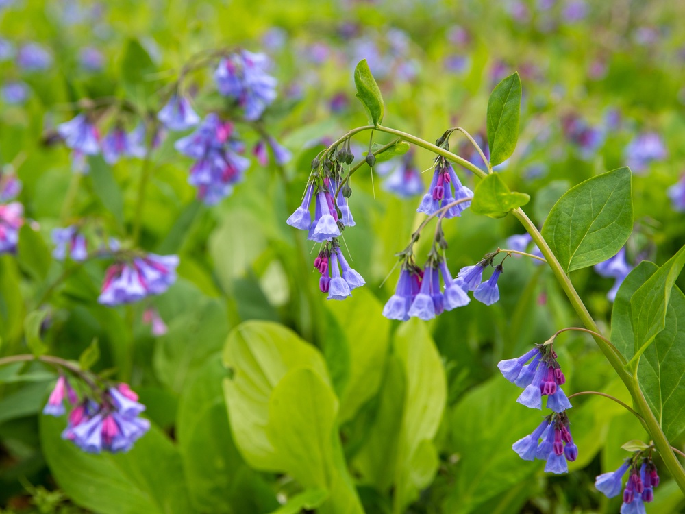 Annual Bluebell Festival