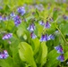 Annual Bluebell Festival