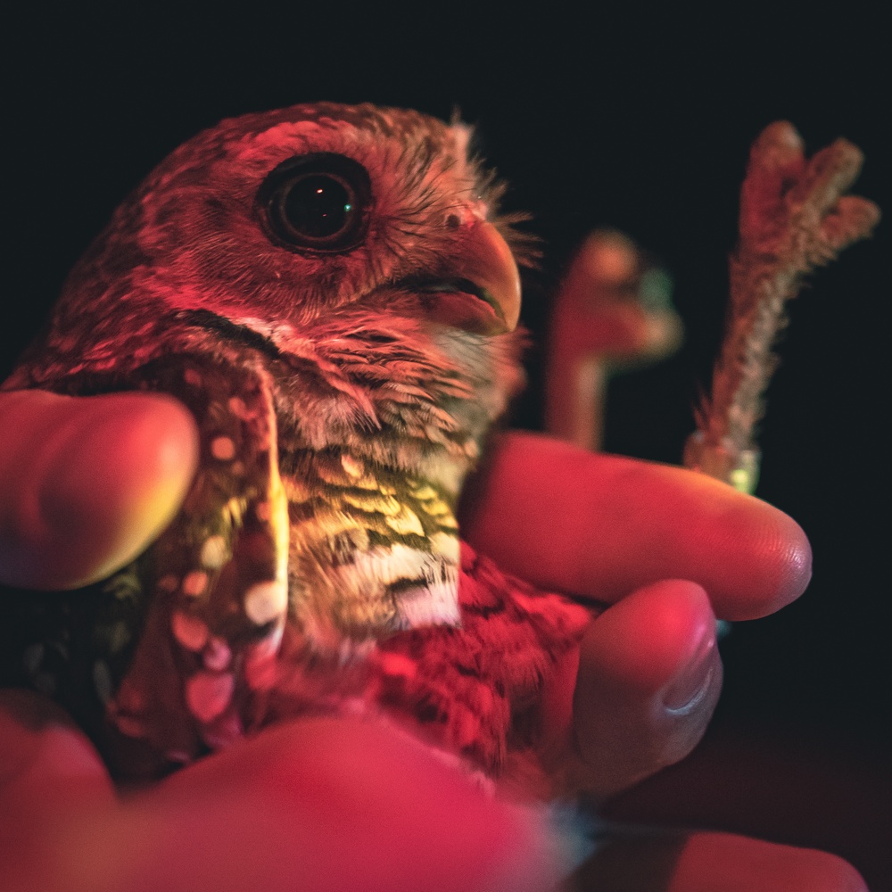 Florida burrowing owl released on MacDill