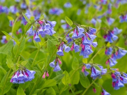 Merrimac Farm host annual Bluebell Festival