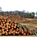 Fort McCoy timber sales, harvest help maintain post's forest lands