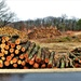 Fort McCoy timber sales, harvest help maintain post's forest lands