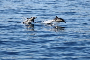 Pacific Pulse: August 1