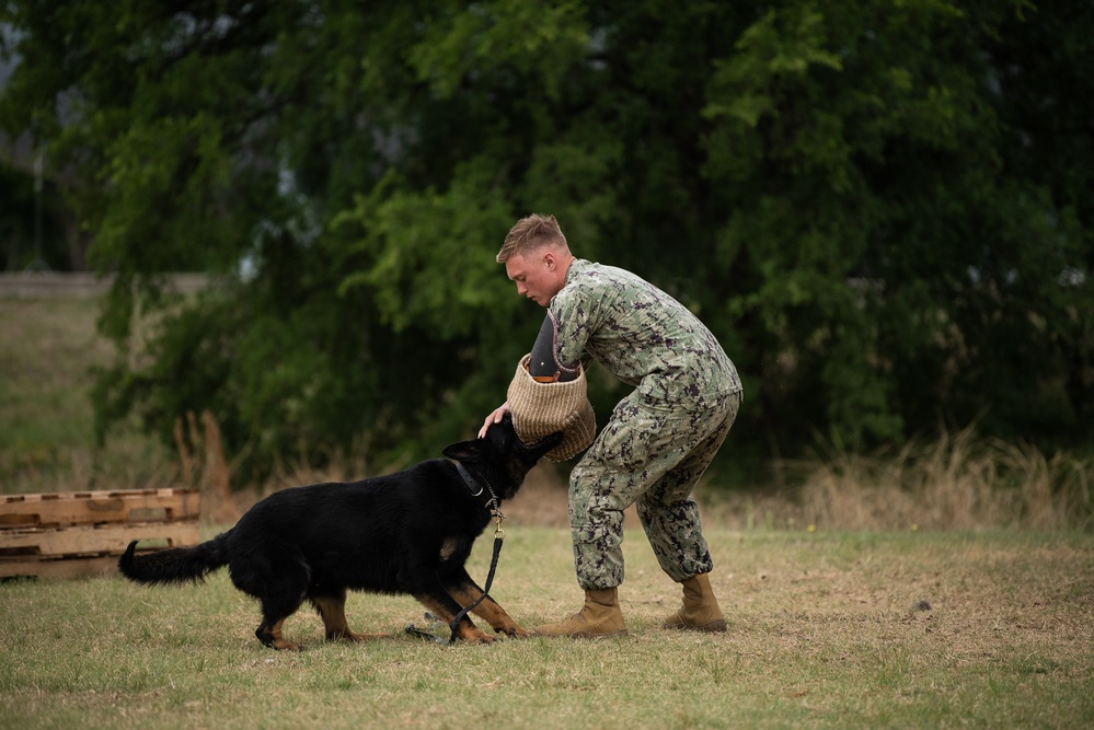 Military Working Dogs with Veteran and Active Handlers